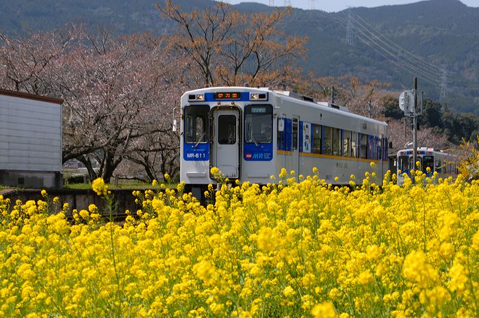 桜を待つ菜の花