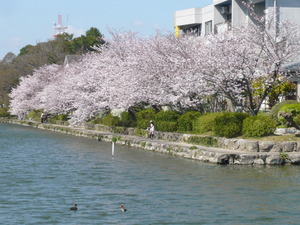 桜　三景