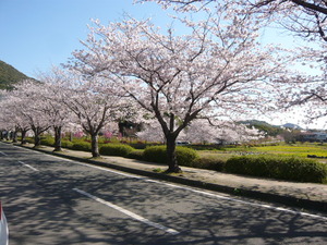 桜　三景