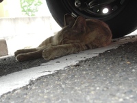ねこ、ネコ、猫ちゃん。