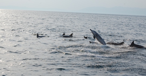 Dolphins