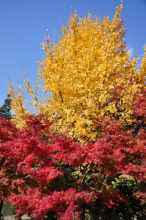 秋月の紅葉