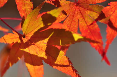 秋月の紅葉