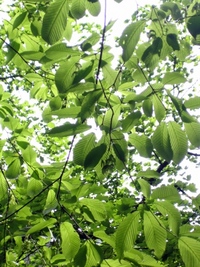 去年の菊池渓谷。