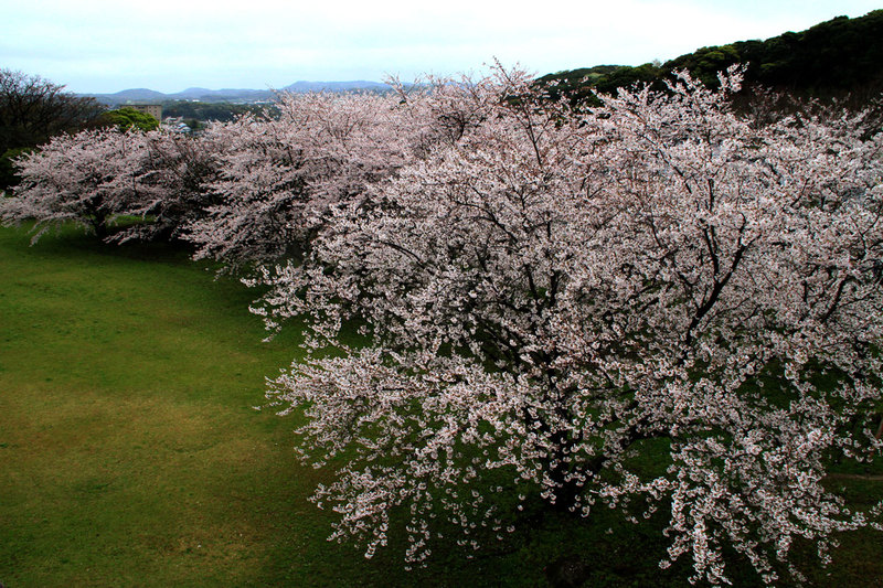 今年の桜