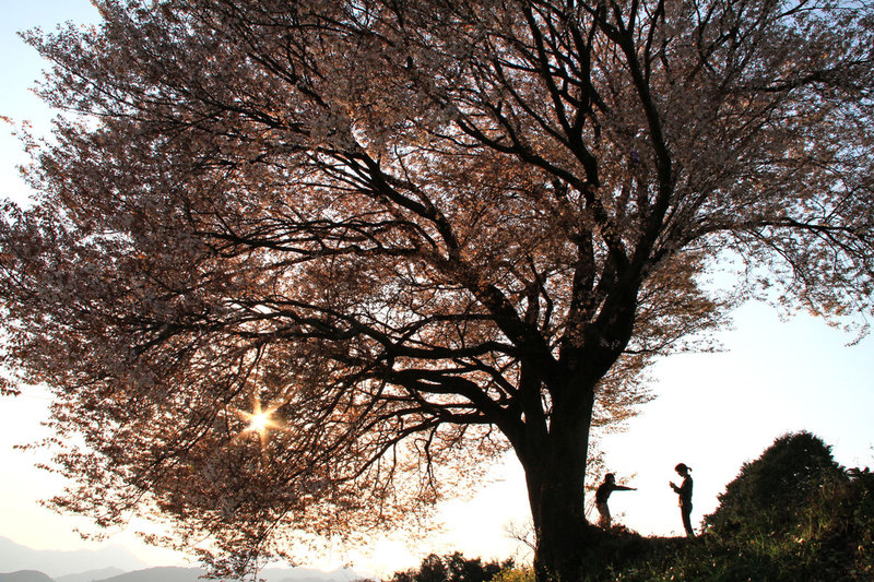 今年の桜