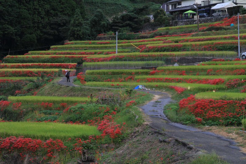 小城市江里山の彼岸花