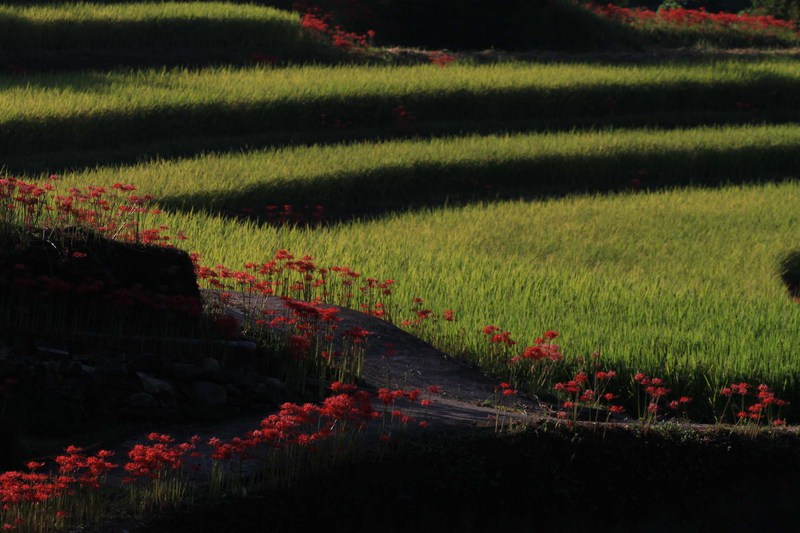 小城市江里山の彼岸花