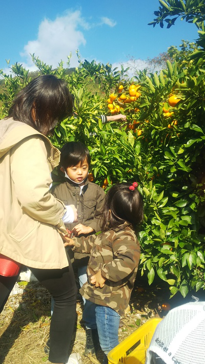 みかん狩り 子ども館