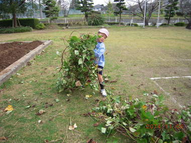 芋掘り