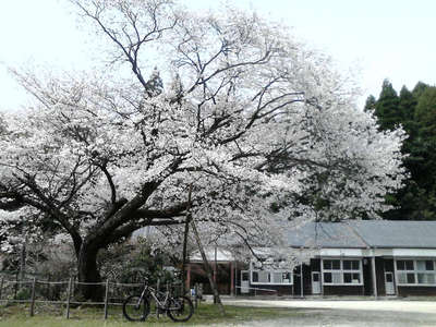 まだ大丈夫な桜