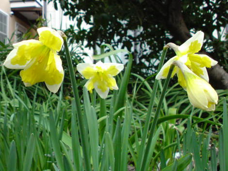 花は光を向いて咲く