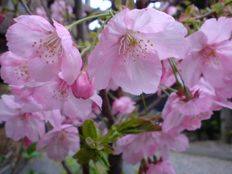 花は桜 君は美し