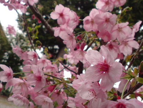 花は桜 君は美し