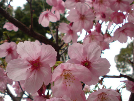 花は桜 君は美し