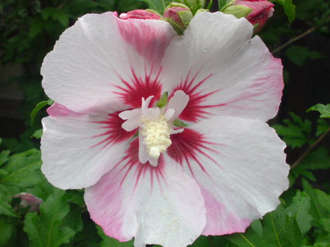 ムクゲの花が満開！きれいな日よけです！