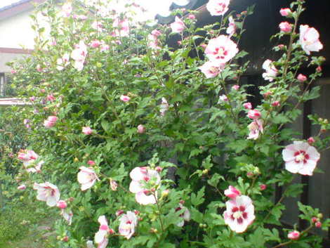 ムクゲの花が満開！きれいな日よけです！