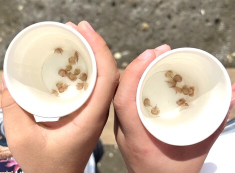 カブトガニの放流