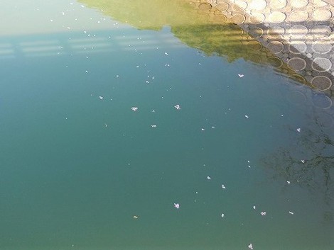 早くも桜の花筏