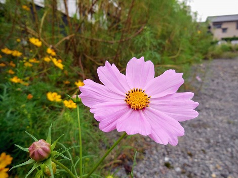 今年はコスモスの花が少ない!?
