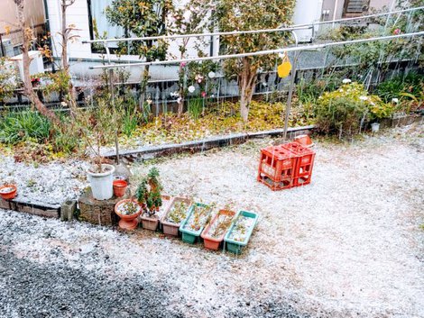 うっすら雪が積もりました