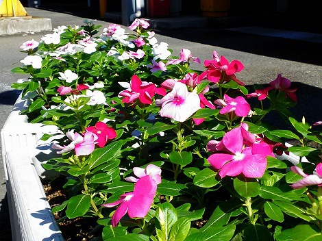 いすいパーキングの花壇が新しい花に！