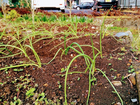 玉ねぎの苗が植えられました！