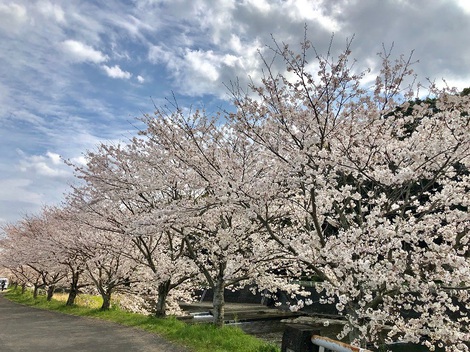 桜も喜ぶ春爛漫