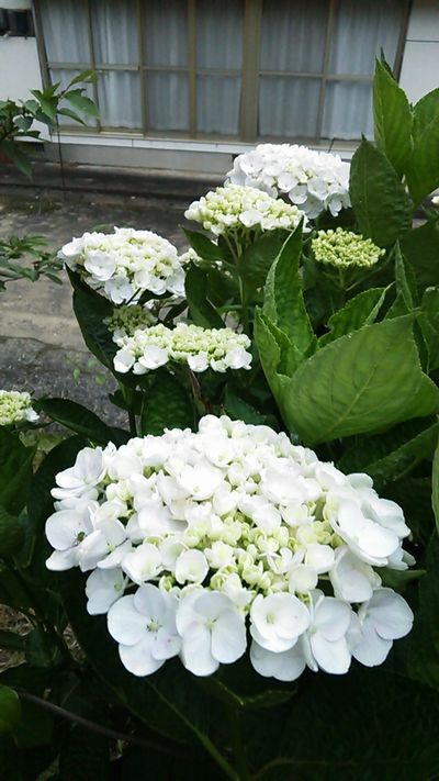 朝の散歩