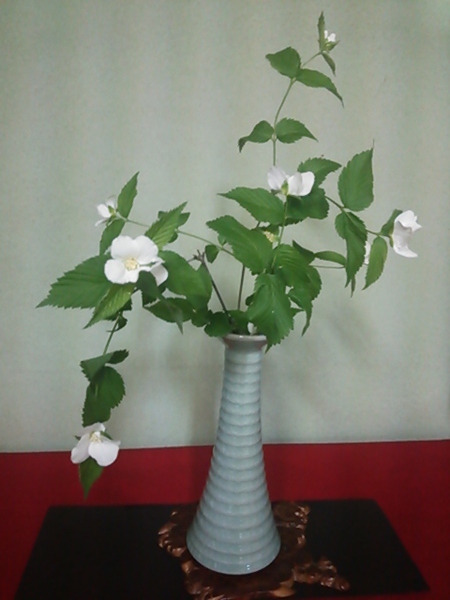 白山吹の花、初めて見ました～。
