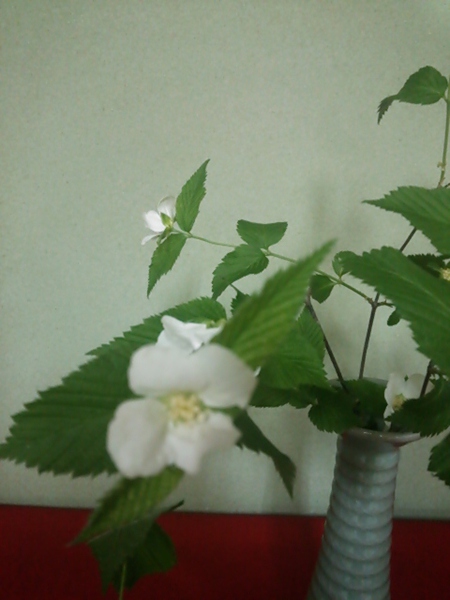 白山吹の花、初めて見ました～。