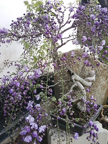 藤の花の盆栽鉢