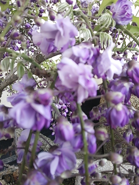 藤の花の盆栽鉢