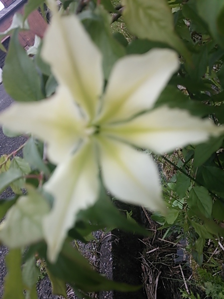 庭に咲いてる　白い花々　②