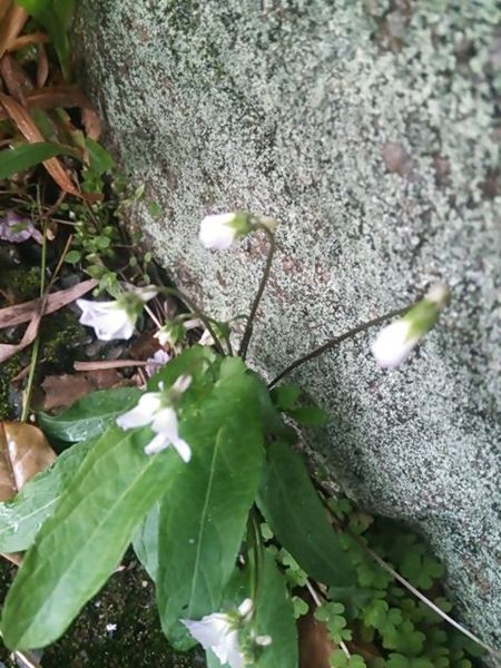 庭に咲いてる　白い花々　②