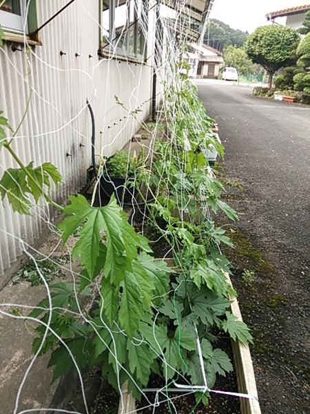 緑のカーテン　今年も・・・