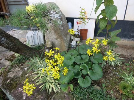 石蕗の花