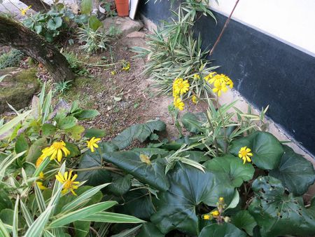 石蕗の花