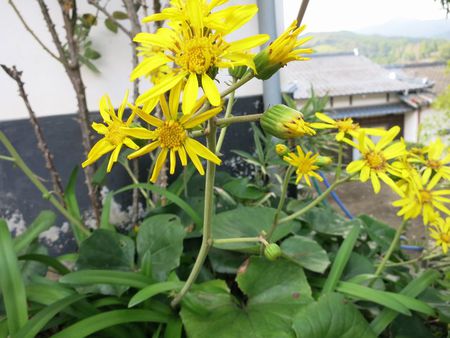 石蕗の花