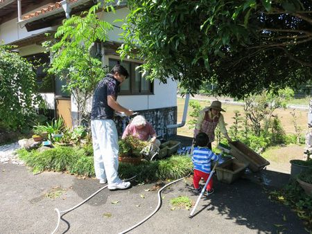 ゴーヤの苗植え