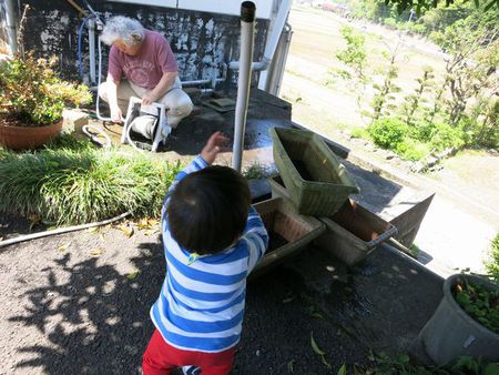 ゴーヤの苗植え