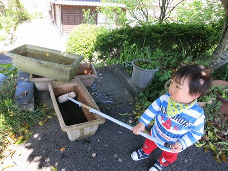 ゴーヤの苗植え
