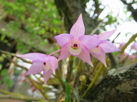 ピンク色の石斛の花