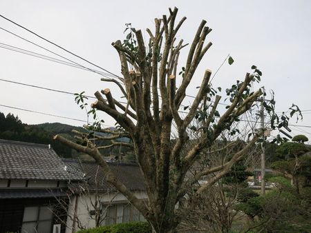 金木犀　　ばっさり