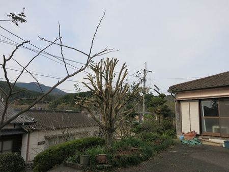 金木犀　　ばっさり