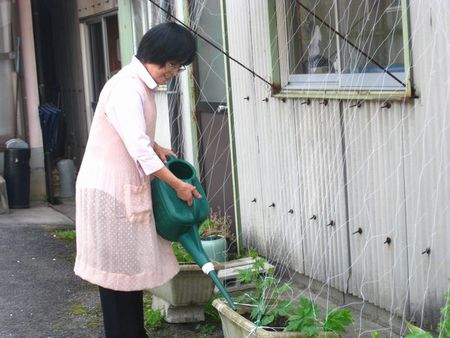 緑のカーテン　今年も・・・