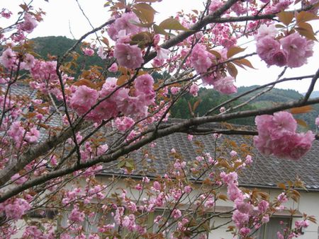 八重桜が満開です。