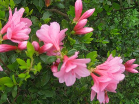 八重桜が満開です。