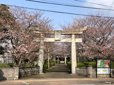 松島神社の桜03