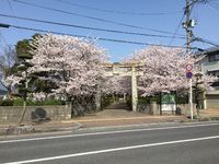 松島神社の桜